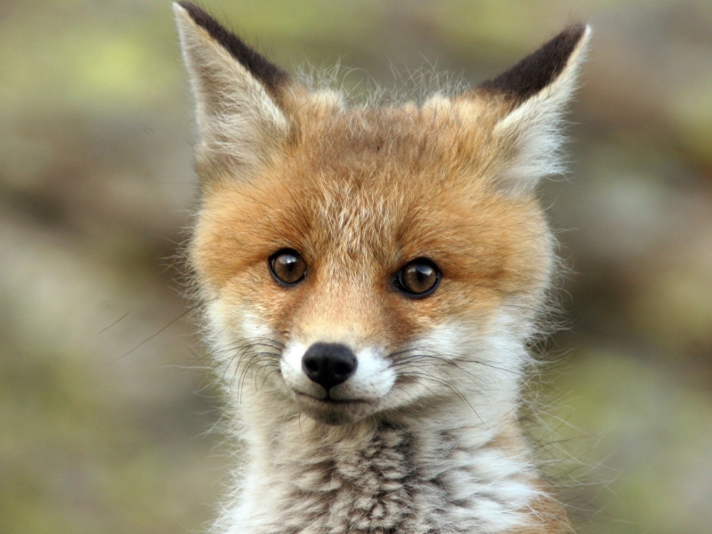 Cute Baby Fox wallpaper 800x600