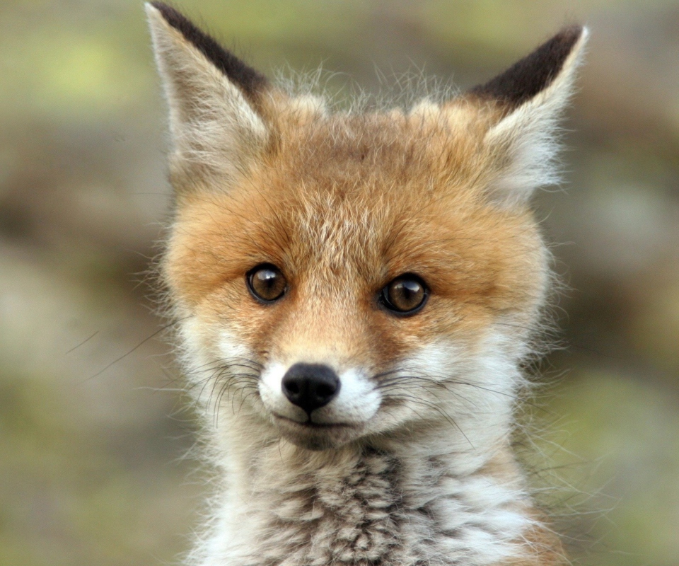 Das Cute Baby Fox Wallpaper 960x800
