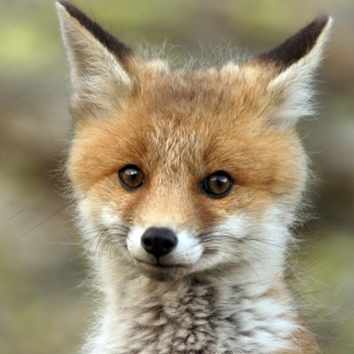Cute Baby Fox sfondi gratuiti per iPad mini