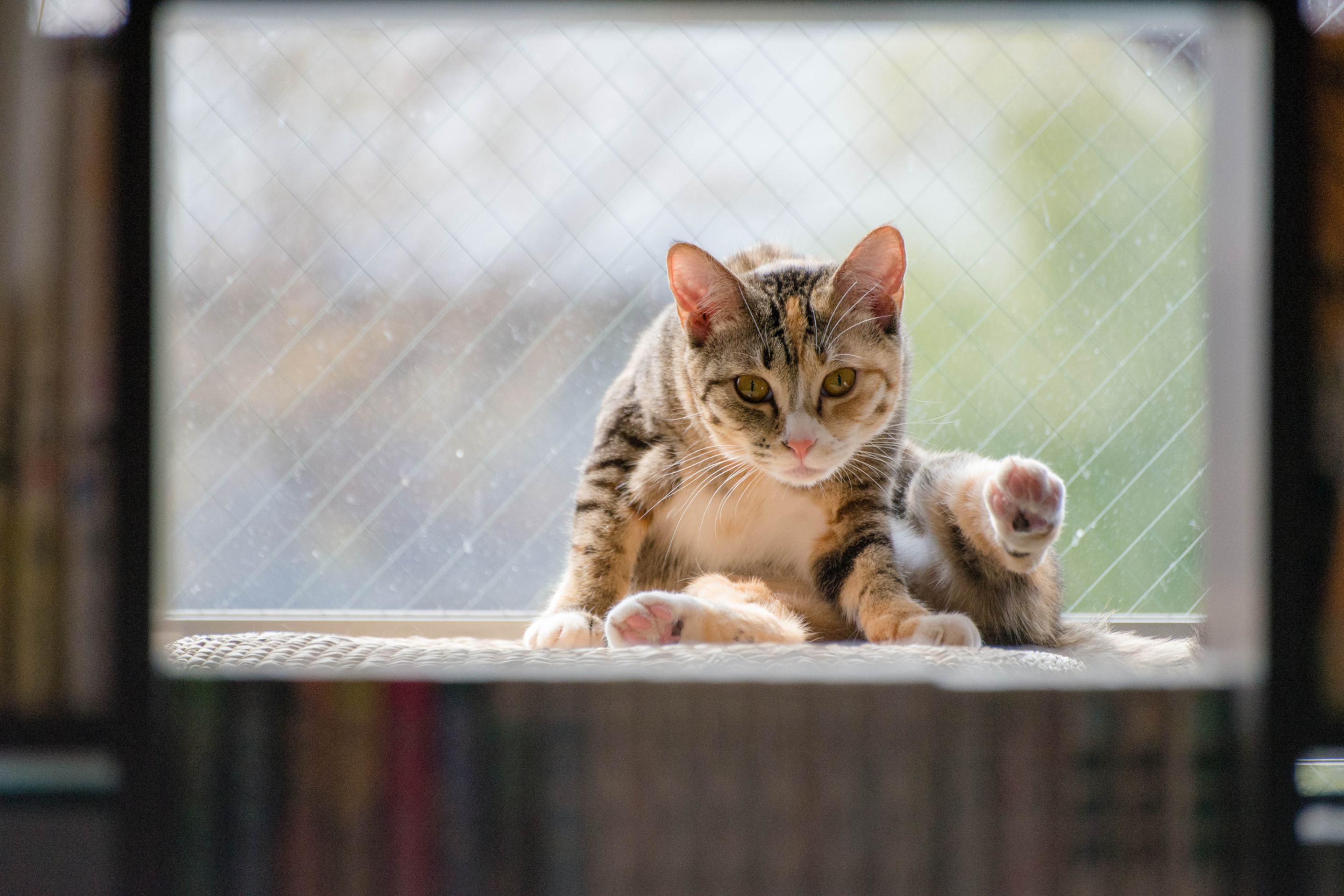 Картинка cat net. Кошка на окне. Кошки на окошке. Кошка на подоконнике. Животные на окна.