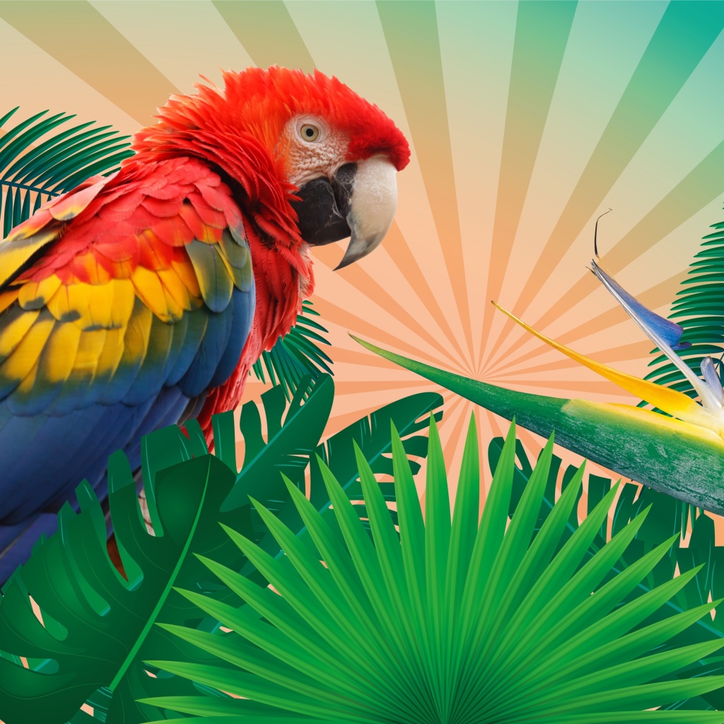 Parrot Macaw Illustration wallpaper 1024x1024