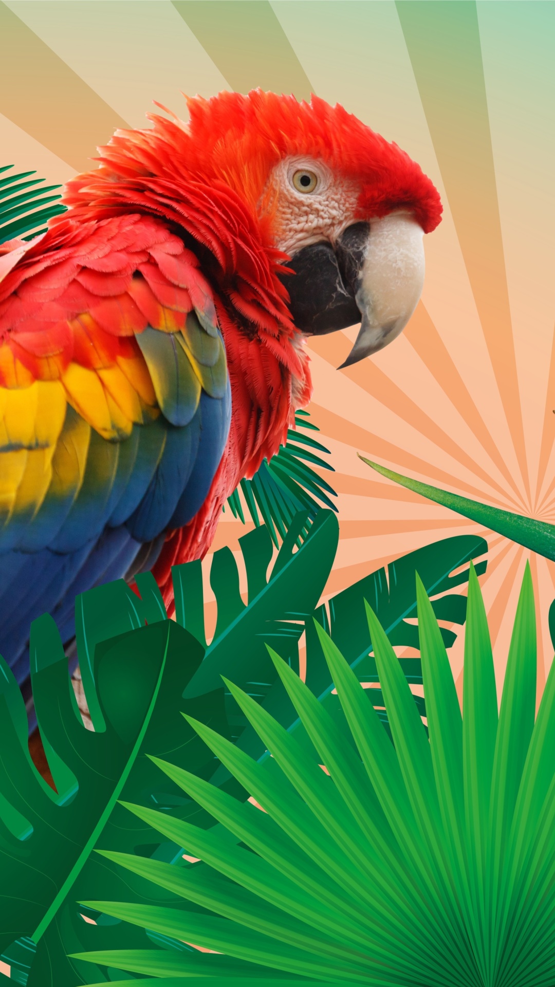 Обои Parrot Macaw Illustration 1080x1920