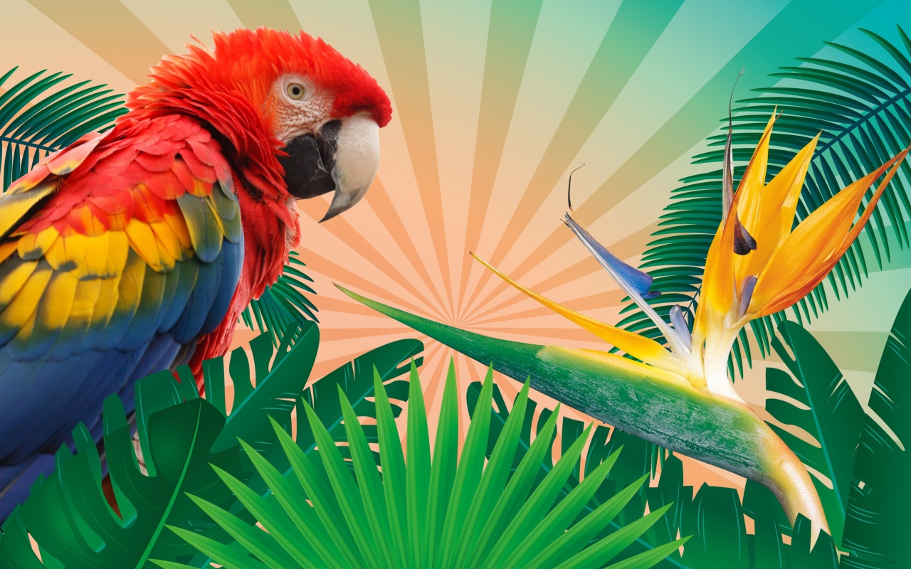 Обои Parrot Macaw Illustration 1280x800