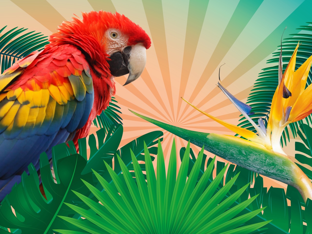 Das Parrot Macaw Illustration Wallpaper 1280x960