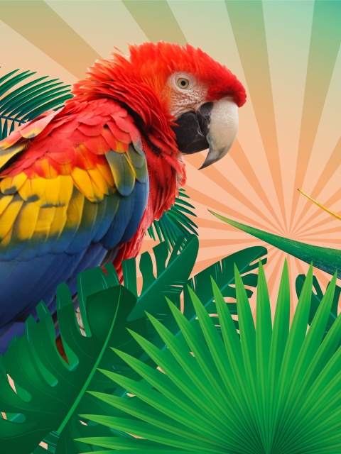 Fondo de pantalla Parrot Macaw Illustration 480x640