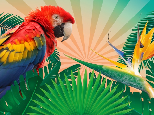 Das Parrot Macaw Illustration Wallpaper 640x480