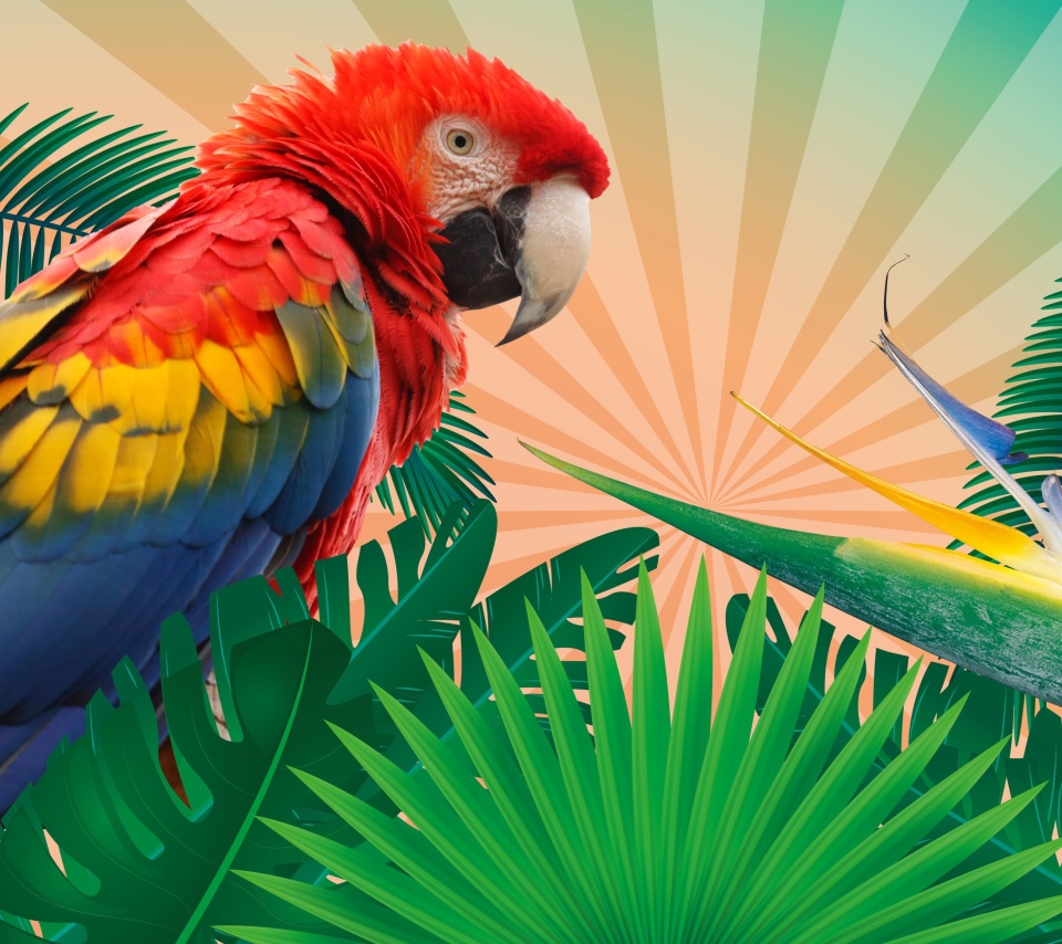Fondo de pantalla Parrot Macaw Illustration 960x854