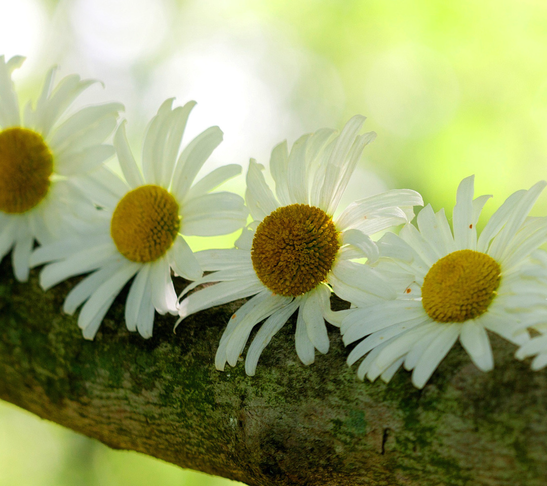 Sfondi Daisies 1080x960