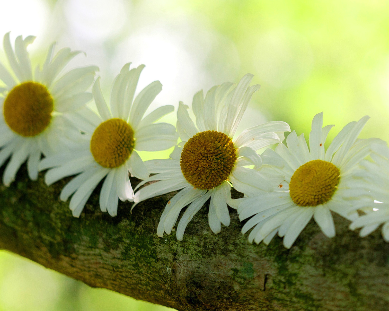 Daisies wallpaper 1600x1280