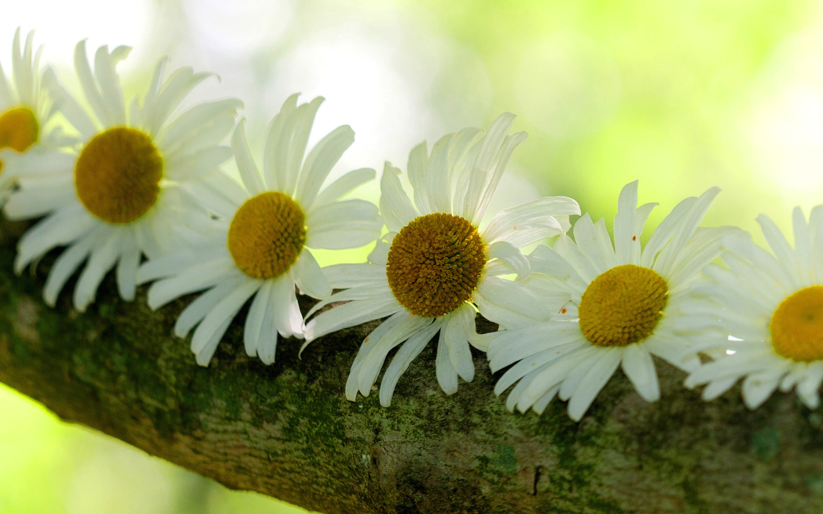 Das Daisies Wallpaper 1680x1050