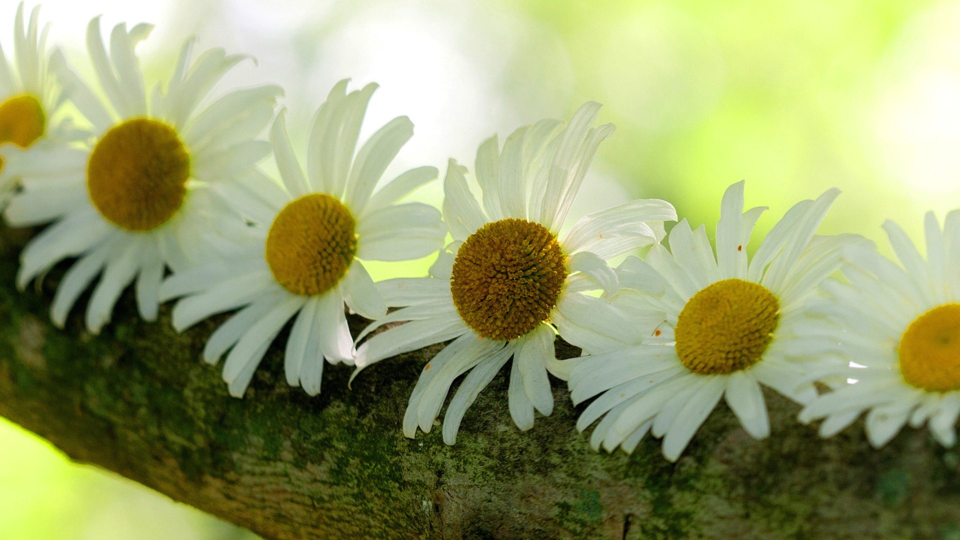 Daisies wallpaper 1920x1080