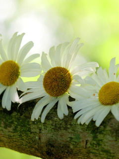 Das Daisies Wallpaper 240x320