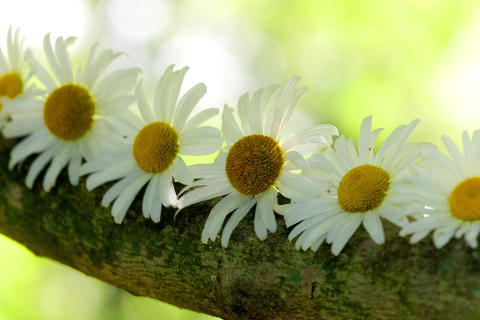 Das Daisies Wallpaper 480x320