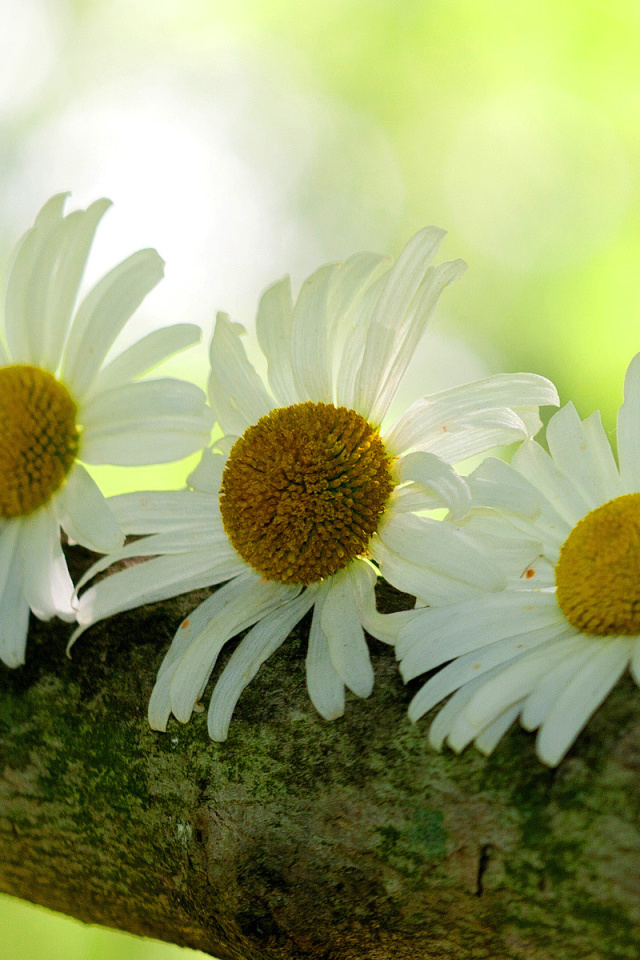 Daisies wallpaper 640x960