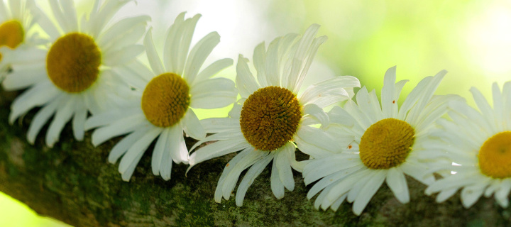 Fondo de pantalla Daisies 720x320