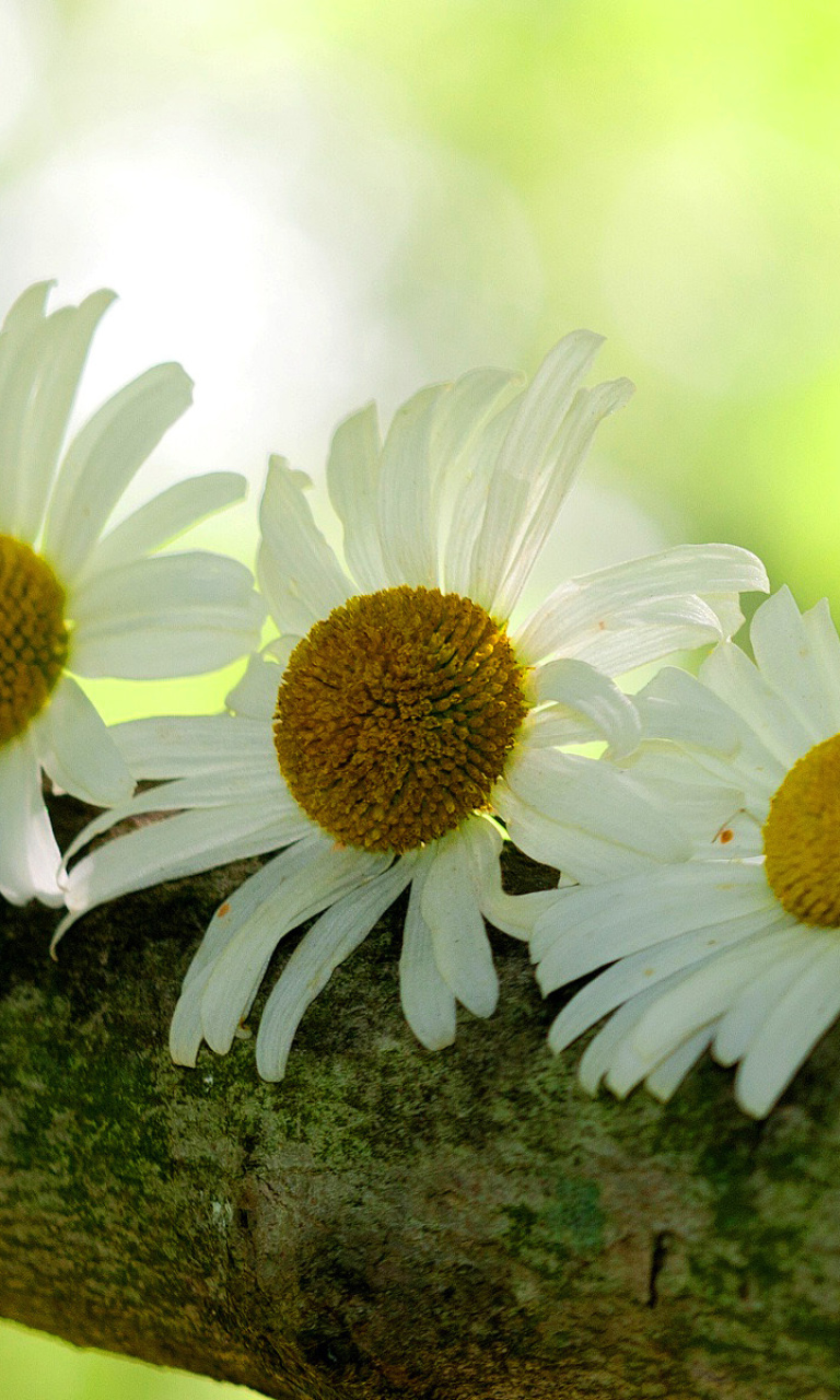 Das Daisies Wallpaper 768x1280