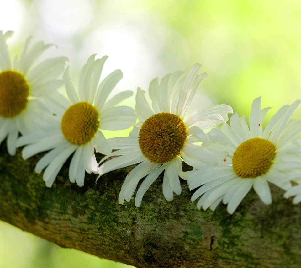 Daisies wallpaper 960x854