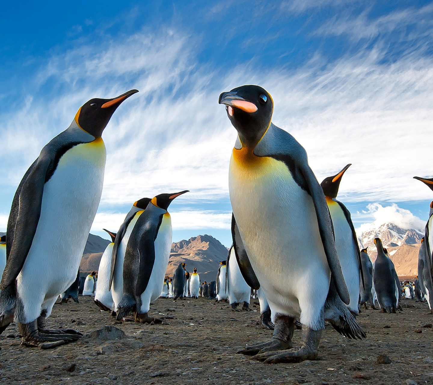 Fondo de pantalla Curious Penguin 1440x1280