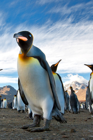 Curious Penguin screenshot #1 320x480