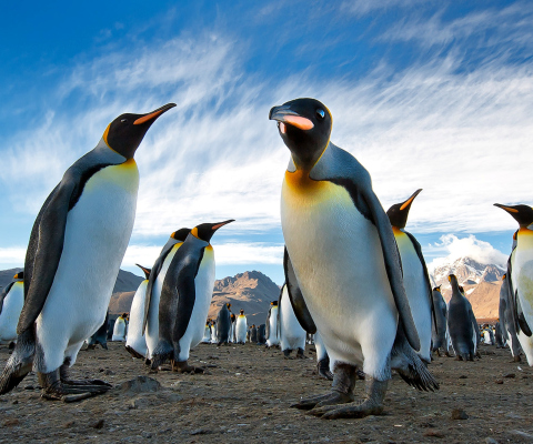 Fondo de pantalla Curious Penguin 480x400