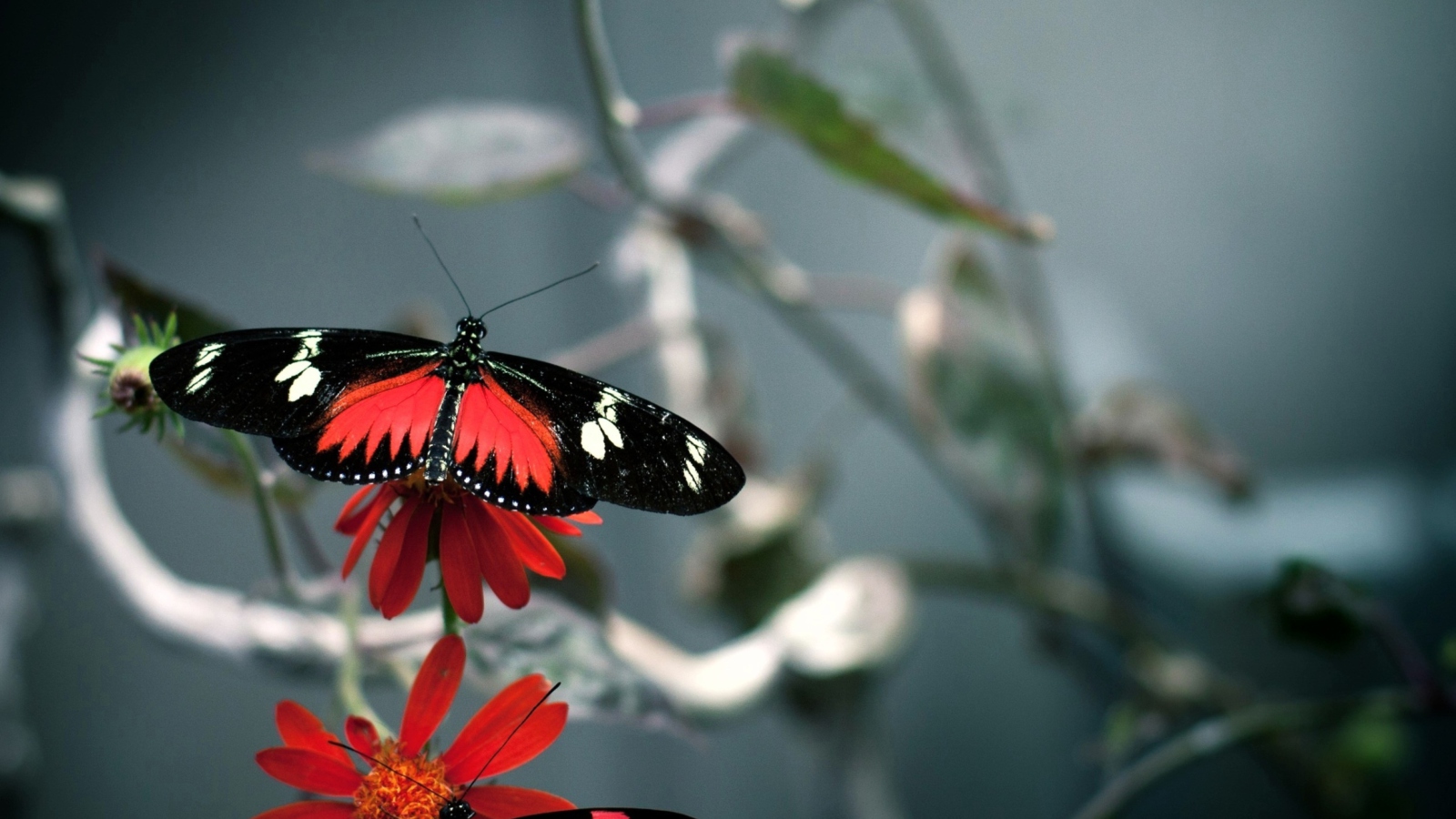 Fondo de pantalla Butterfly 1600x900