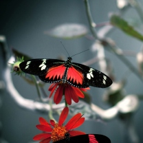 Fondo de pantalla Butterfly 208x208