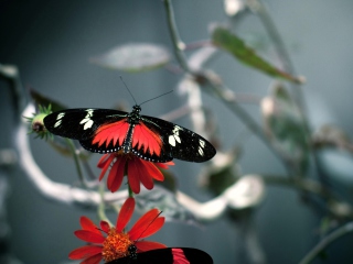 Butterfly wallpaper 320x240