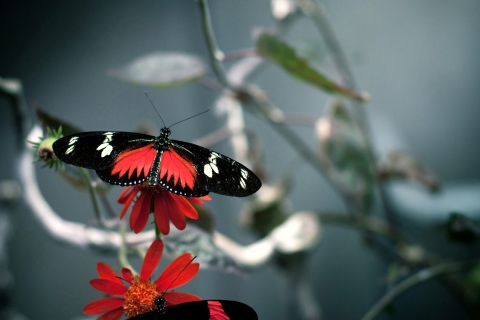 Butterfly screenshot #1 480x320