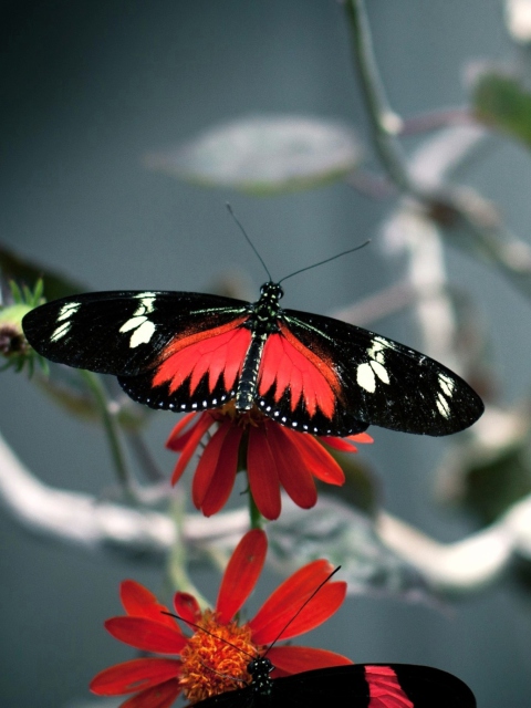 Butterfly screenshot #1 480x640