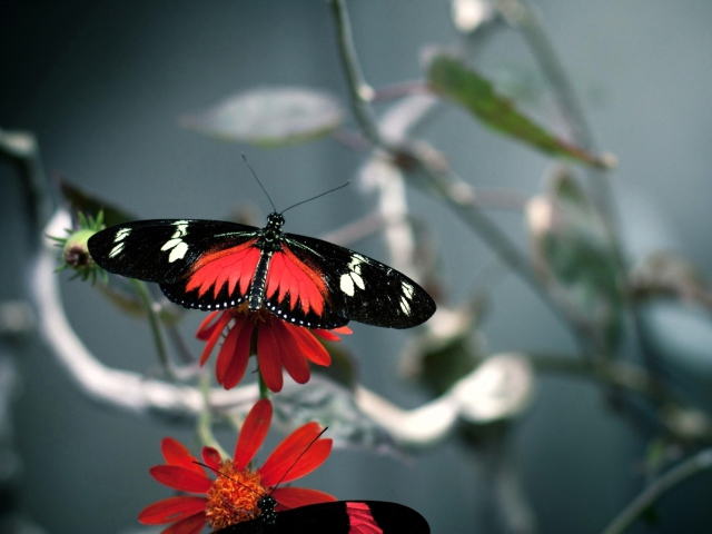 Butterfly screenshot #1 640x480