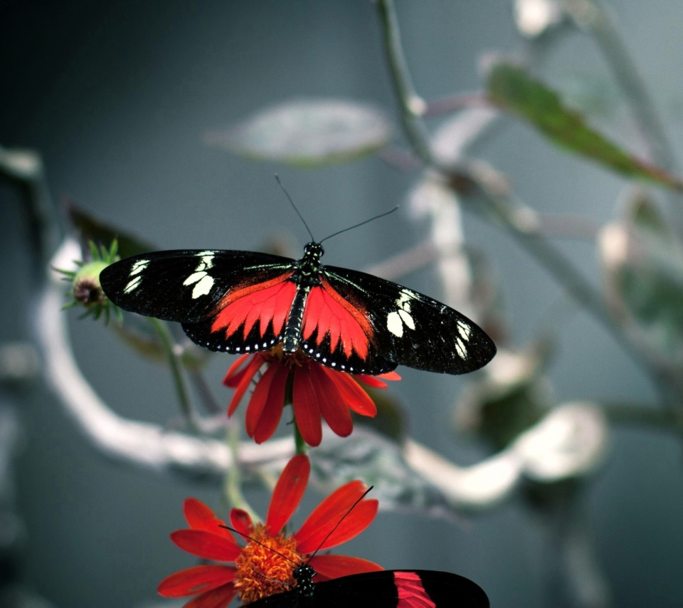 Das Butterfly Wallpaper 960x854