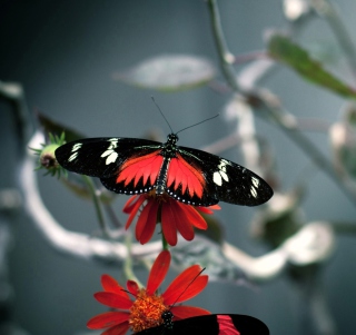 Kostenloses Butterfly Wallpaper für iPad 3