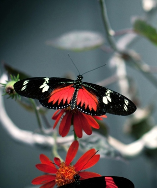 Butterfly - Obrázkek zdarma pro Nokia C-Series