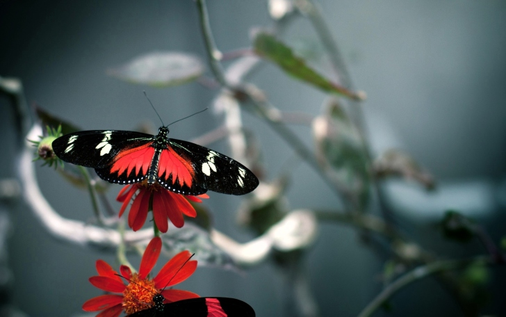 Fondo de pantalla Butterfly