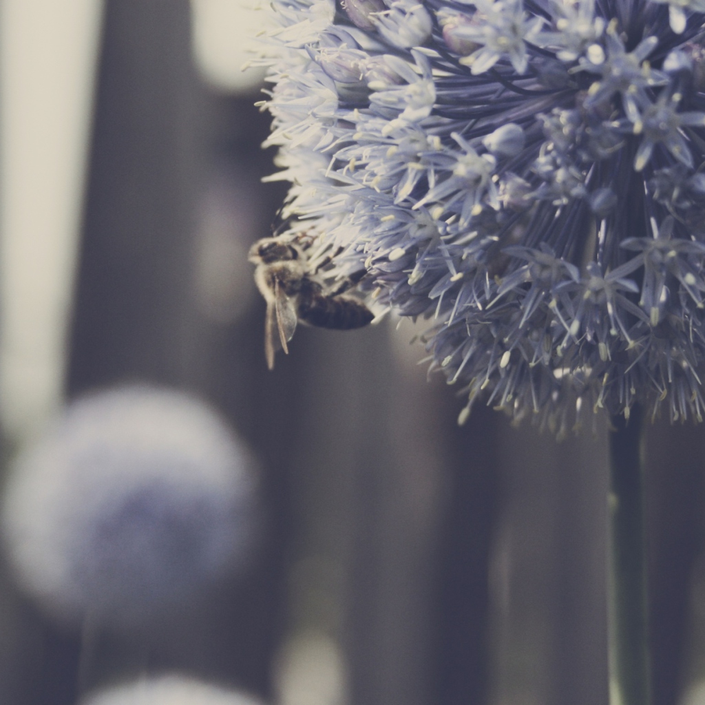 Bee On Blue Flower screenshot #1 1024x1024