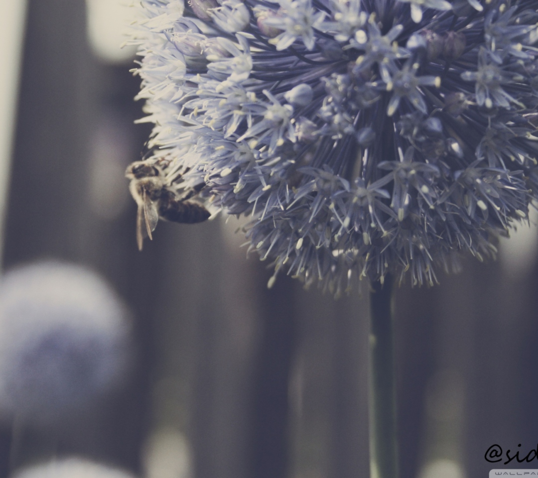 Screenshot №1 pro téma Bee On Blue Flower 1080x960