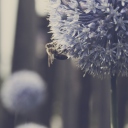 Fondo de pantalla Bee On Blue Flower 128x128