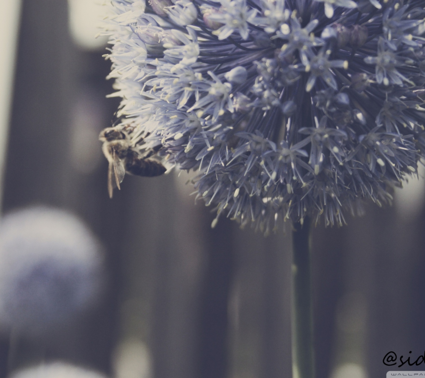 Screenshot №1 pro téma Bee On Blue Flower 1440x1280