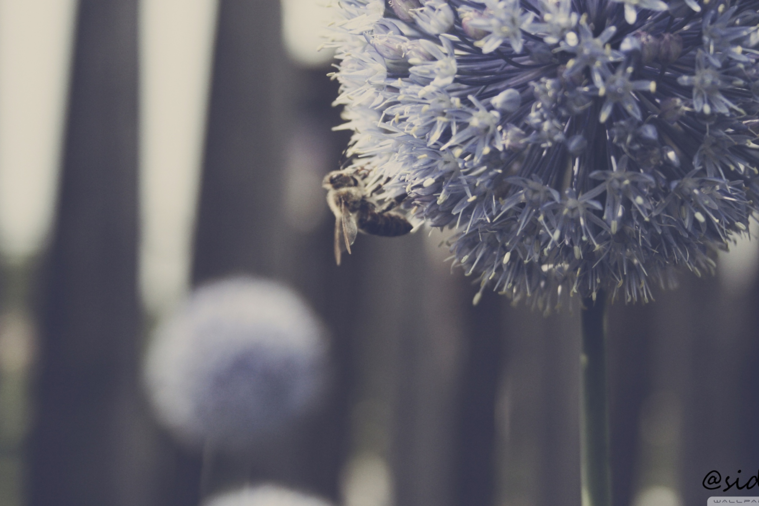Bee On Blue Flower screenshot #1 2880x1920
