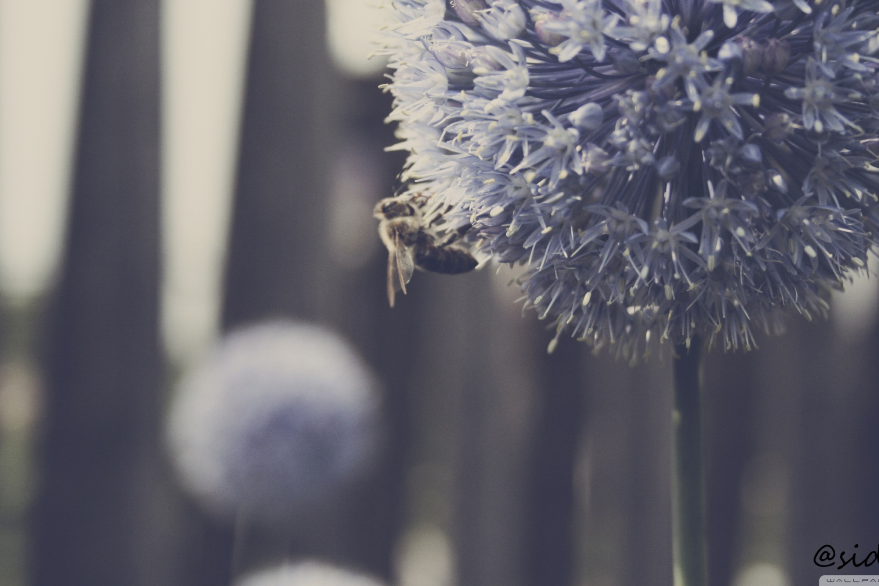 Обои Bee On Blue Flower 2880x1920