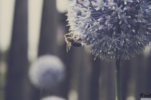 Fondo de pantalla Bee On Blue Flower 480x320