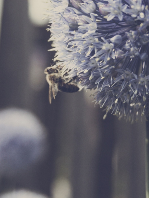 Bee On Blue Flower screenshot #1 480x640