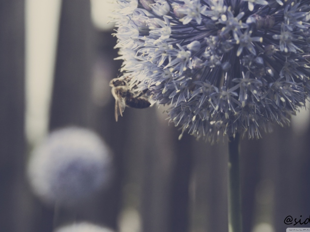 Bee On Blue Flower screenshot #1 640x480