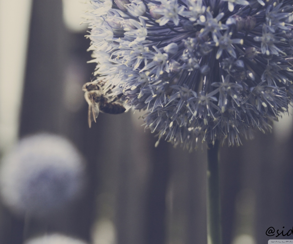 Bee On Blue Flower screenshot #1 960x800