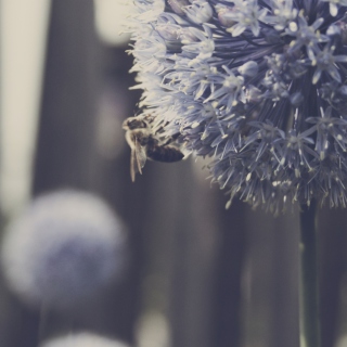 Bee On Blue Flower sfondi gratuiti per iPad Air