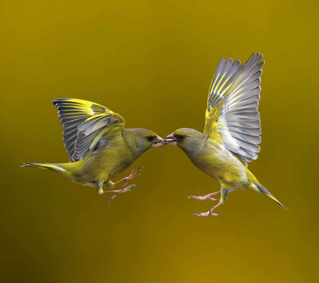 Das Birds Kissing Wallpaper 1080x960