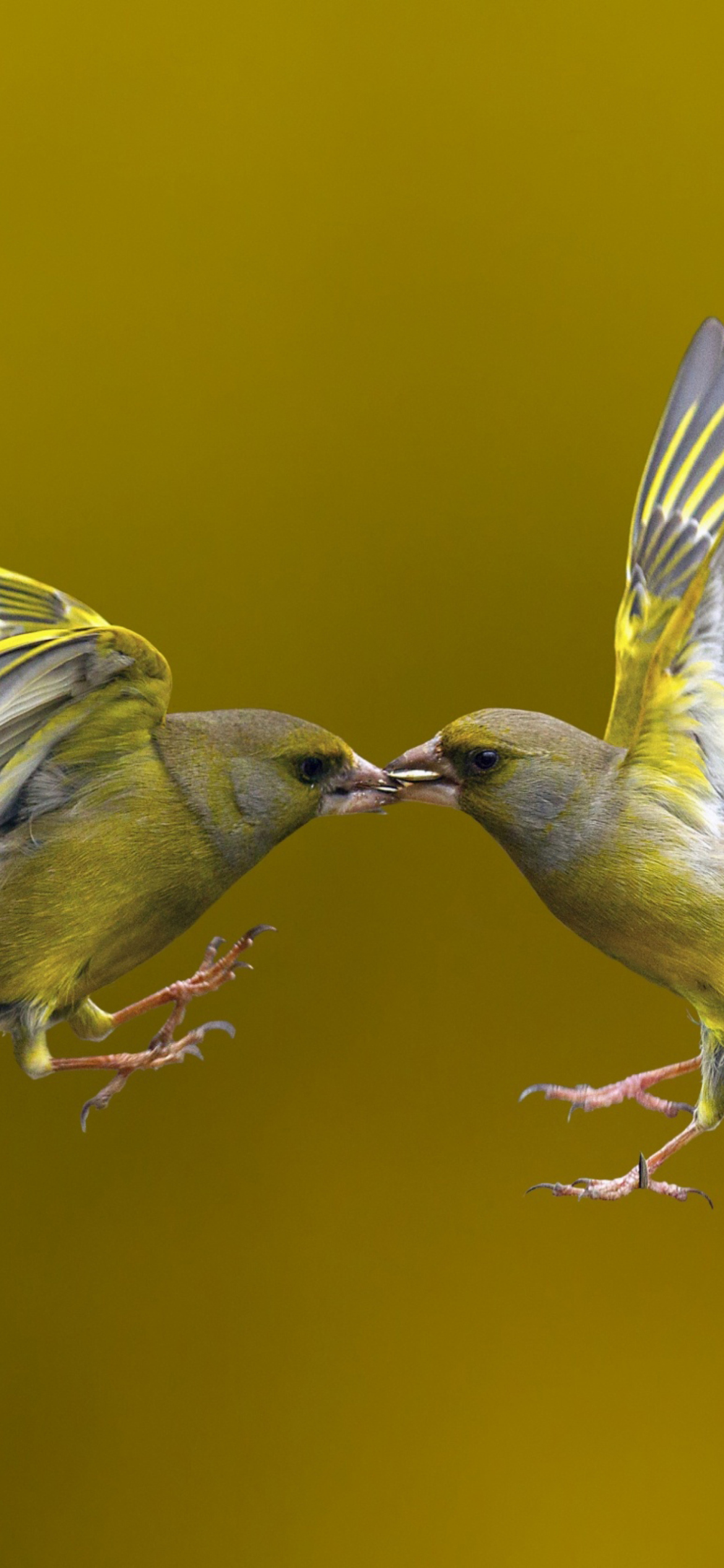 Sfondi Birds Kissing 1170x2532