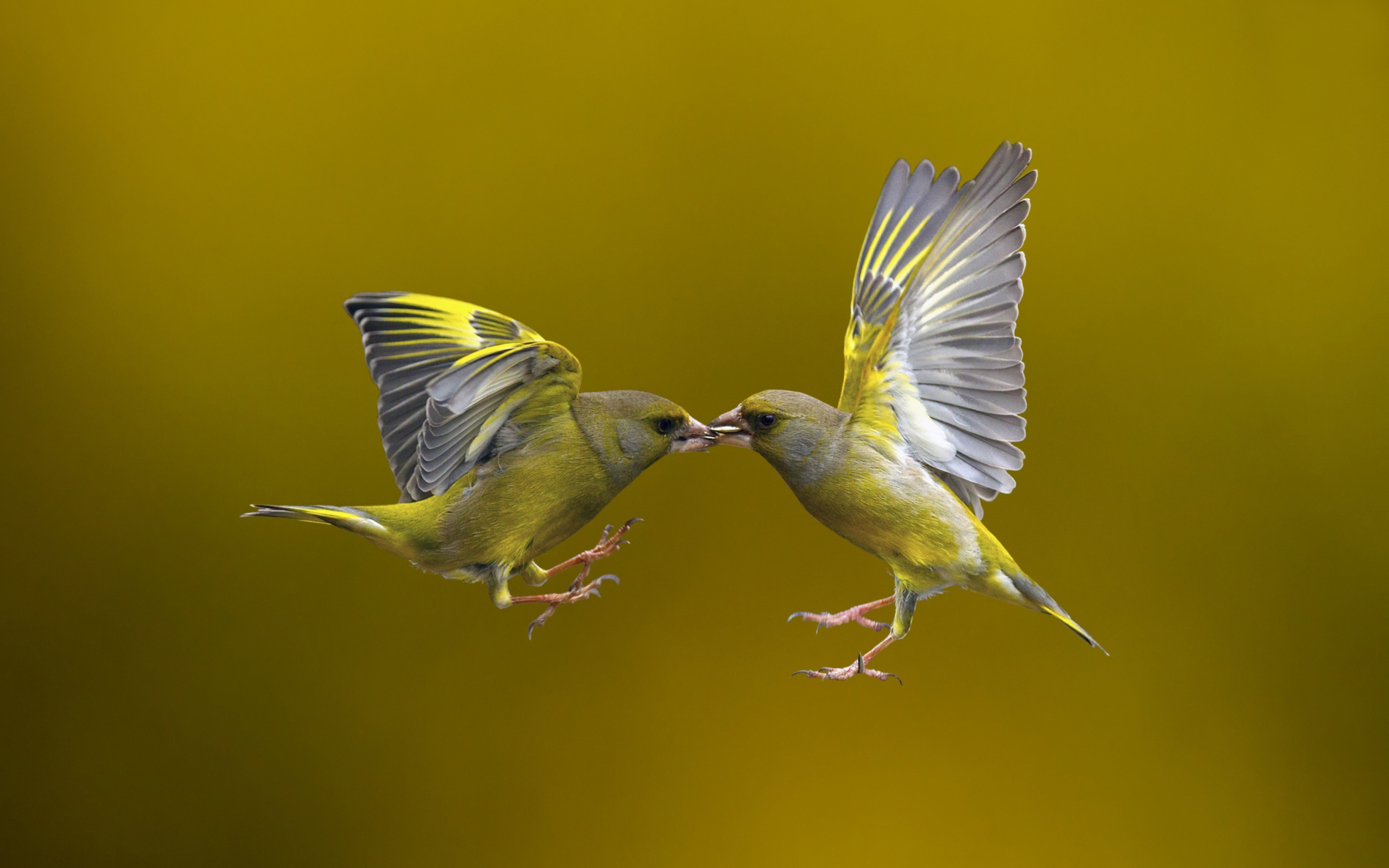 Screenshot №1 pro téma Birds Kissing 2560x1600