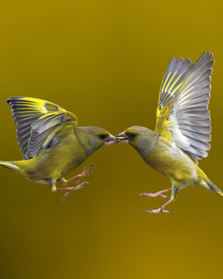 Birds Kissing - Obrázkek zdarma pro iPhone 4S