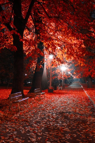 Das Romantic Fall Park Wallpaper 320x480